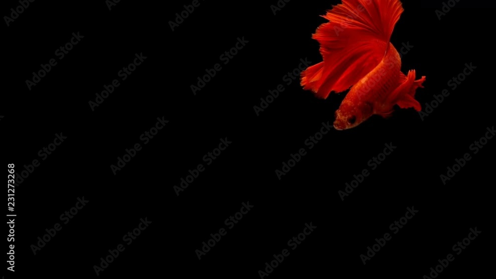 Super slow motion of vibrant Siamese fighting fish (Betta splendens), well known name is Plakat Thai, Betta is a species in the gourami family, which is a popular fish in the aquarium trade
Super slow motion of vibrant Siamese fighting fish (Betta splendens), well known name is Plakat Thai, Betta is a species in the gourami family, which is a popular fish in the aquarium trade