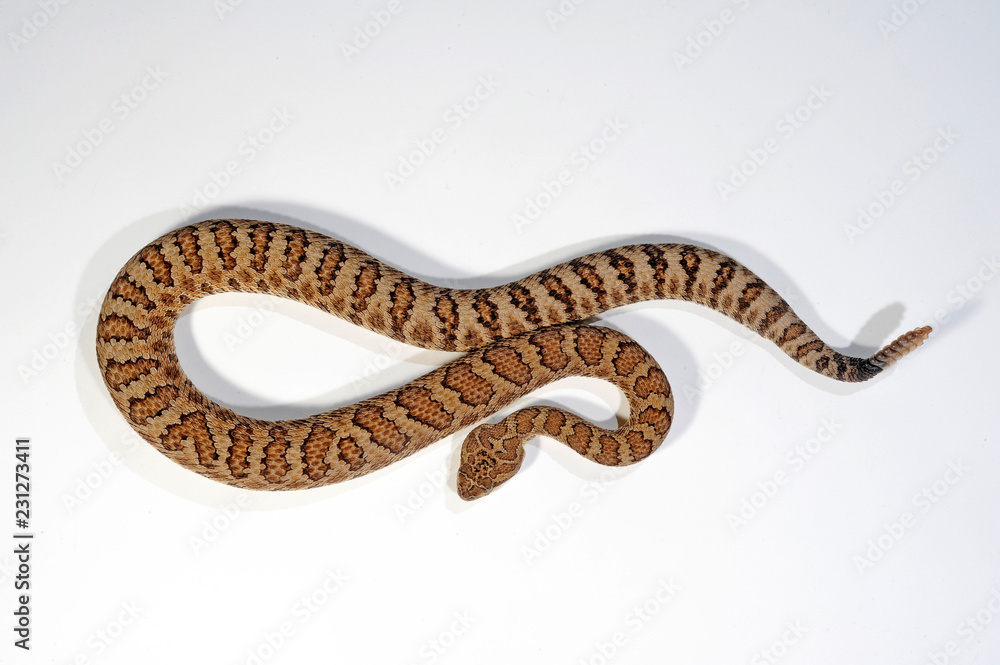 Fototapeta premium Grzechotnik preriowy (Crotalus oreganus lutosus) - grzechotnik wielkokwiatowy
