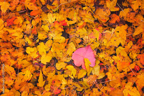 Leaves