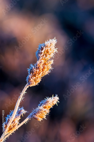 Grass frost in the fall