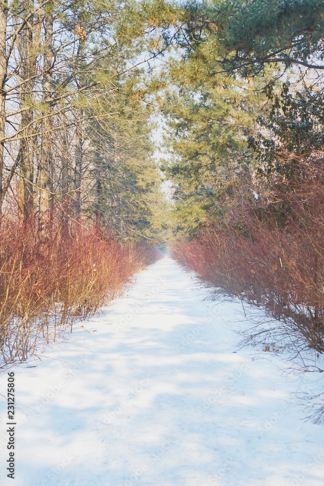Snowy path leading among beech trees Snowy path leading among beech trees