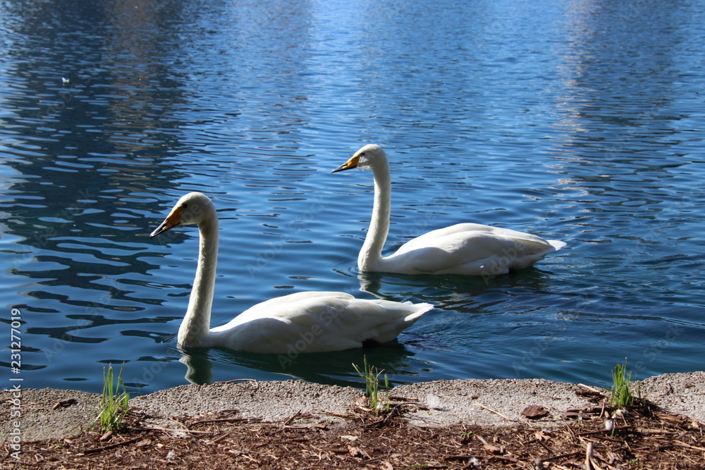 Obraz premium Swan birds swimming on blue reflecting water lake.