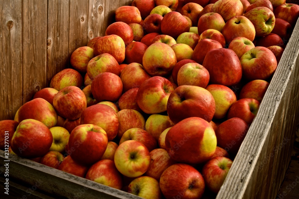 Washington Apples Harvested during autumn. Honey crisp variety is not only delicious but healthy at a Snohomish farm. Washington Apples Harvested during autumn. Honey crisp variety is not only delicious but healthy at a Snohomish farm.