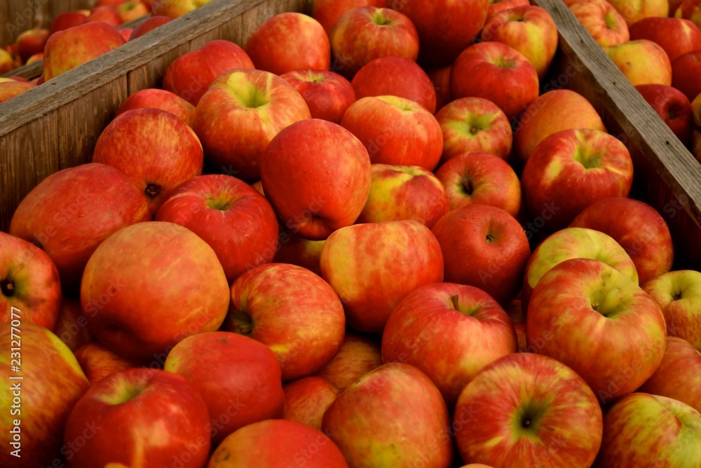 Autumn season at a farm in Snohomish, Washington is harvest time for the Honey crisp apples. Not only delicious but healthy Autumn season at a farm in Snohomish, Washington is harvest time for the Honey crisp apples. Not only delicious but healthy