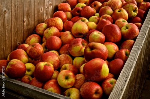 Washington Apples Harvested during autumn. Honey crisp variety is not only delicious but healthy at a Snohomish farm.
