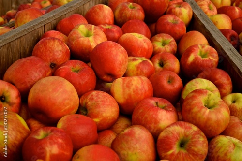 Autumn season at a farm in Snohomish, Washington is harvest time for the Honey crisp apples. Not only delicious but healthy