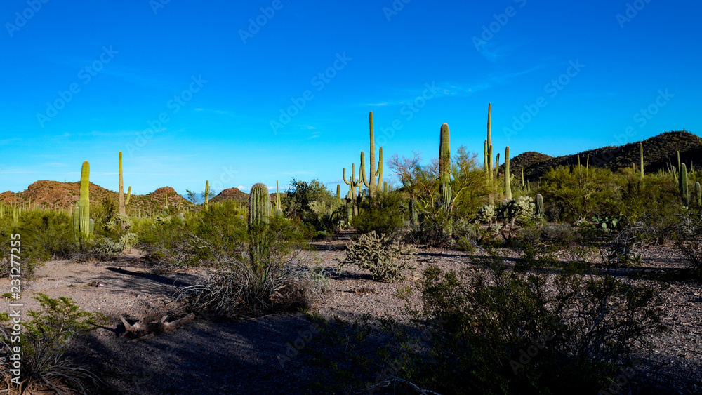 Fototapeta premium The Sonoran Desert, a beautiful Southwestern landscape with saguaro cactus, cholla, prickly pear and other cacti. Rocky and sandy terrain, blue skies with white clouds. Tucson, Arizona, USA.