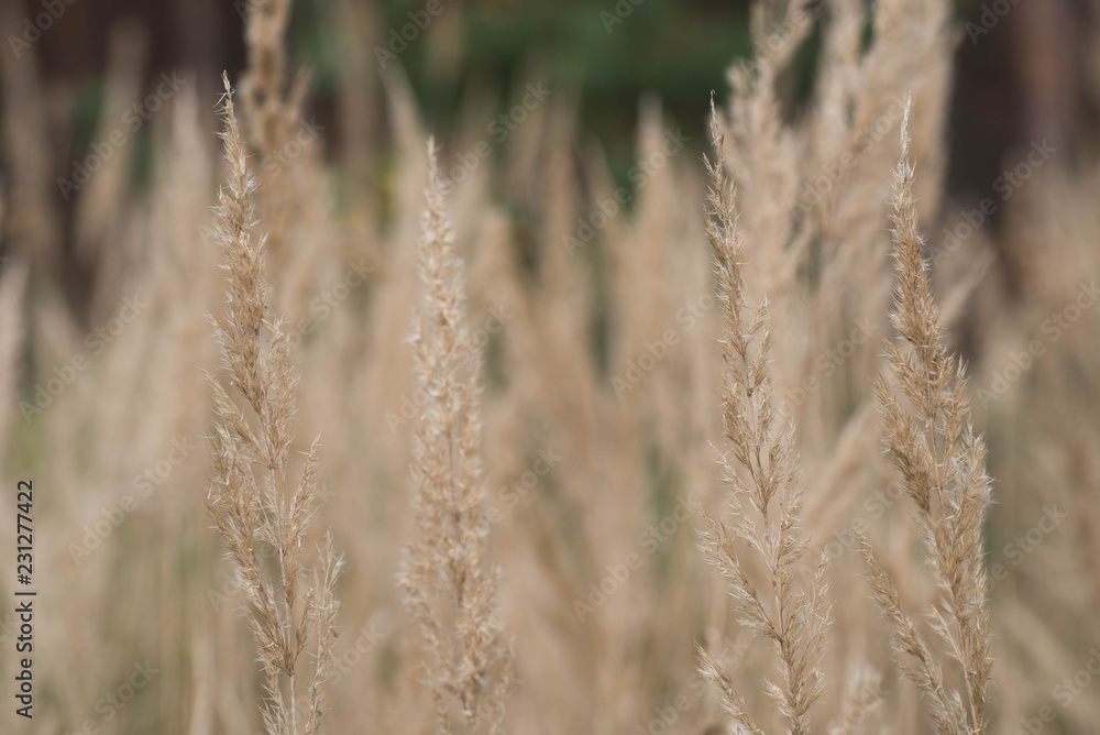 Fototapeta premium dry grass flowers macro