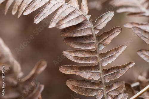  dried brown fern leaf macro