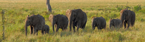 Canvas Print Elephants in a Line