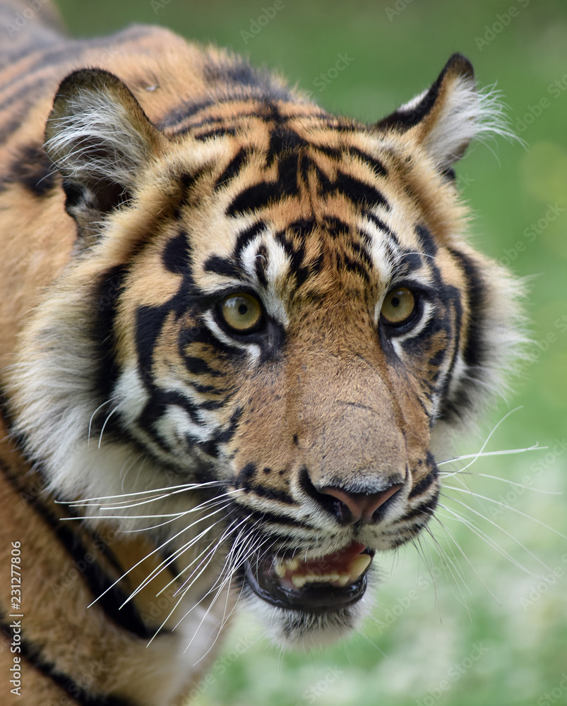 Fototapeta premium Sumatran Tiger