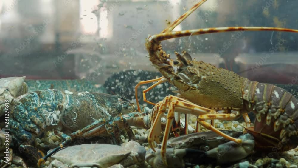 lobsters, shells and crabs in aquarium at a seafood market fresh