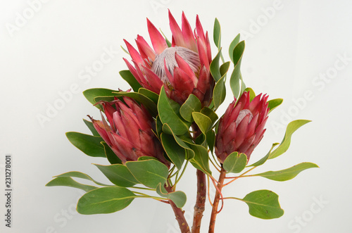 Red king protea plant on white background