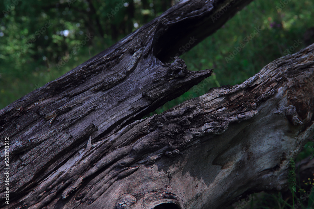 Brown texture of an old tree. Abstraction, blurred, cropped shot.