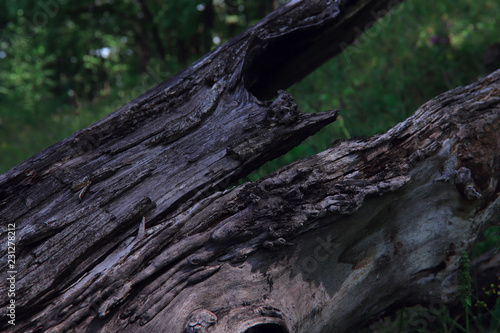 Brown texture of an old tree. Abstraction, blurred, cropped shot. © Nataliia