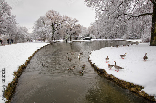 Winter im Englischen Garten von München mit Schnee und der kühlen Isar, auf der sich Enten und Schwan dennoch wohl fühlen photo