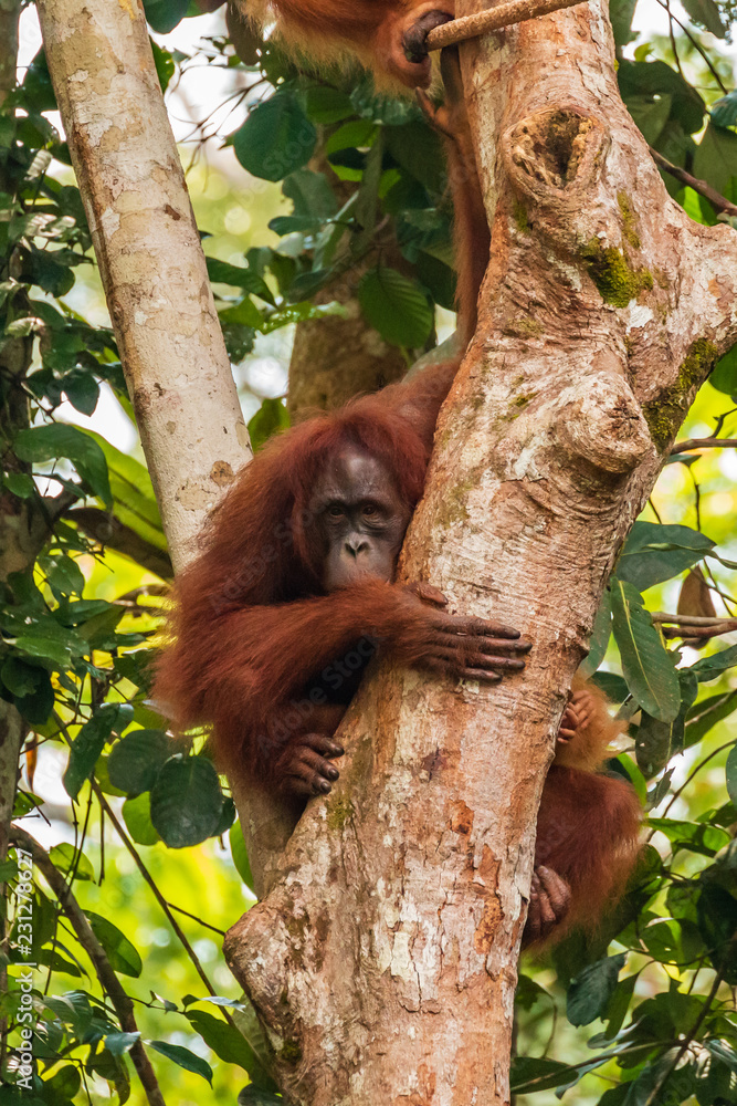 Obraz premium Large Borneo Orangutan in a tree
