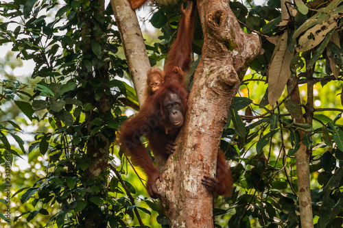 Large Borneo Orangutan in a tree