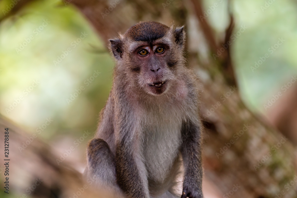 Long Tail (Crab Eating) Macaque Monkey in the rainforest at Bako, Borneo