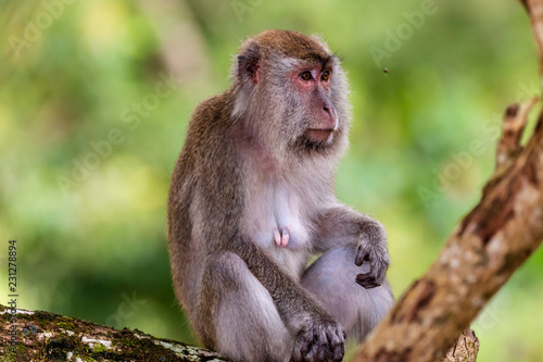 Long Tail (Crab Eating) Macaque Monkey in the rainforest at Bako, Borneo