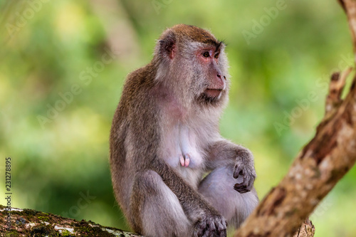 Long Tail (Crab Eating) Macaque Monkey in the rainforest at Bako, Borneo © whitcomberd