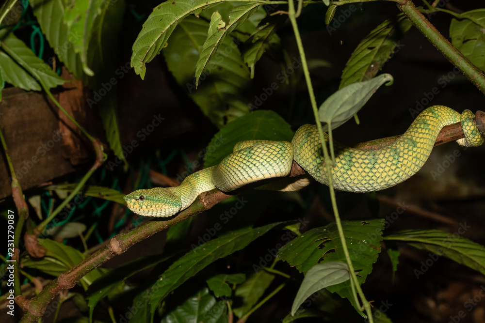 Naklejka premium Female Bornean Pit Viper in low level foliage next to a fence in Sarawak State, Borneo