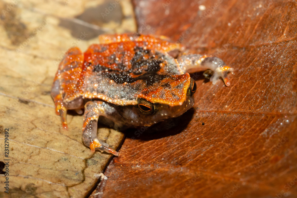 Fototapeta premium A tiny and cute Tree Frog on a small leaf and foliage in the tropical rainforest of Borneo at night