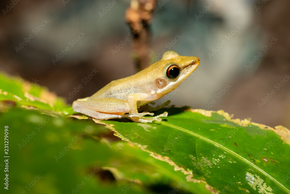 A tiny and cute Tree Frog on a small leaf and foliage in the tropical  rainforest of Borneo at night Stock Photo