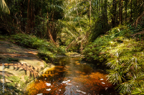 Fototapeta Naklejka Na Ścianę i Meble -  A dark red, Tannin stained pool and stream in a tropical rainforest (Bako, Sarawak, Borneo)