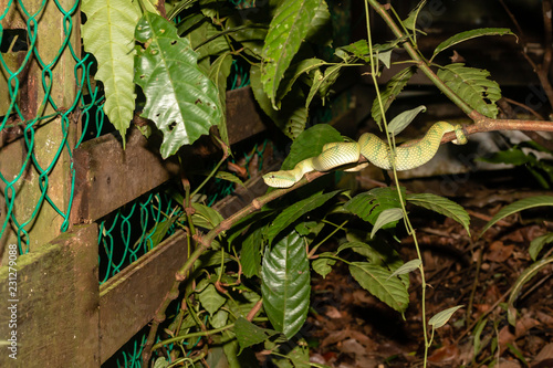 Female Bornean Pit Viper in low level foliage next to a fence in Sarawak State, Borneo photo