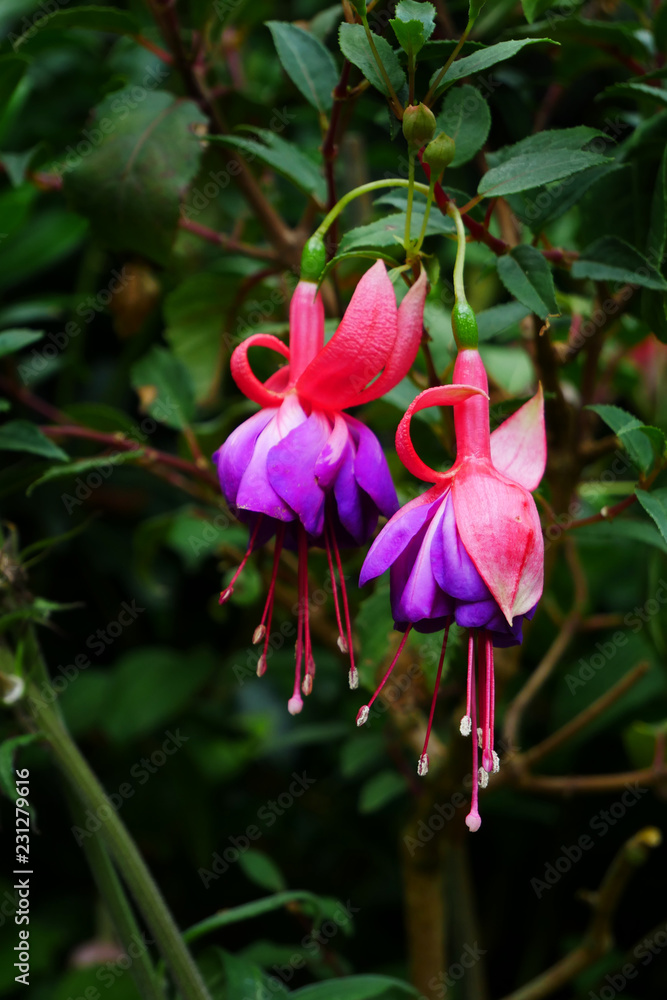 Red and blue Fuchsia in bloom