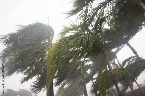 Fotografie Palm trees in Cyclone Marcus, March 2018, Darwin, Northern Territory Australia