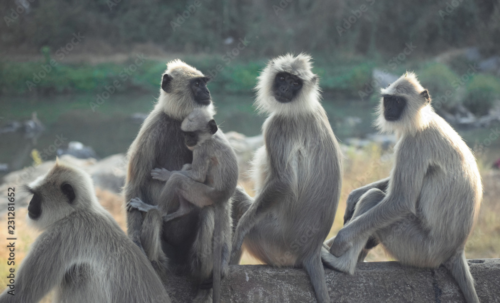 Fototapeta premium group of monkeys protecting baby monkey