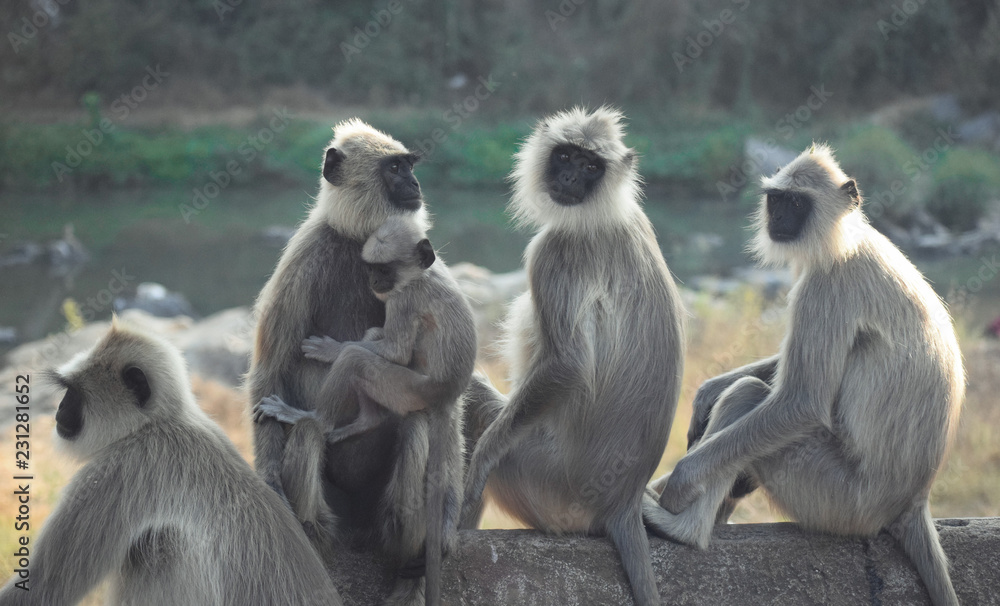 group of monkeys protecting baby monkey