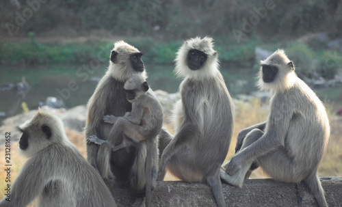group of monkeys protecting baby monkey © Neeraj