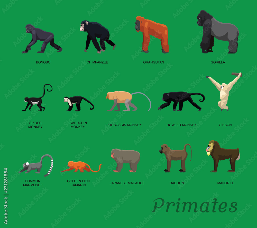 Naklejka premium Primate Species Set Cartoon Vector Illustration