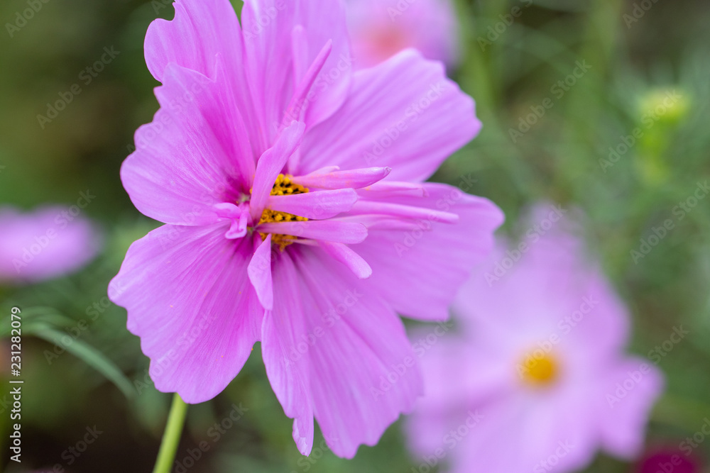 Cosmos Flower / Furusato Plaza in Sakura City, Chiba Prefecture, Japan Cosmos Flower / Furusato Plaza in Sakura City, Chiba Prefecture, Japan