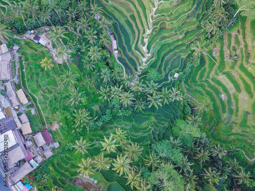Bali Island, rice fields