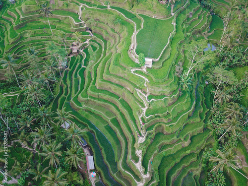 Bali Island, rice fields