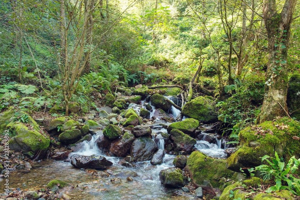 Obraz premium River in the forest