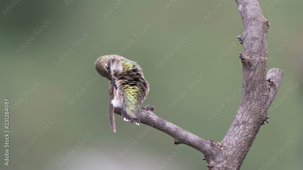 Preening Preening