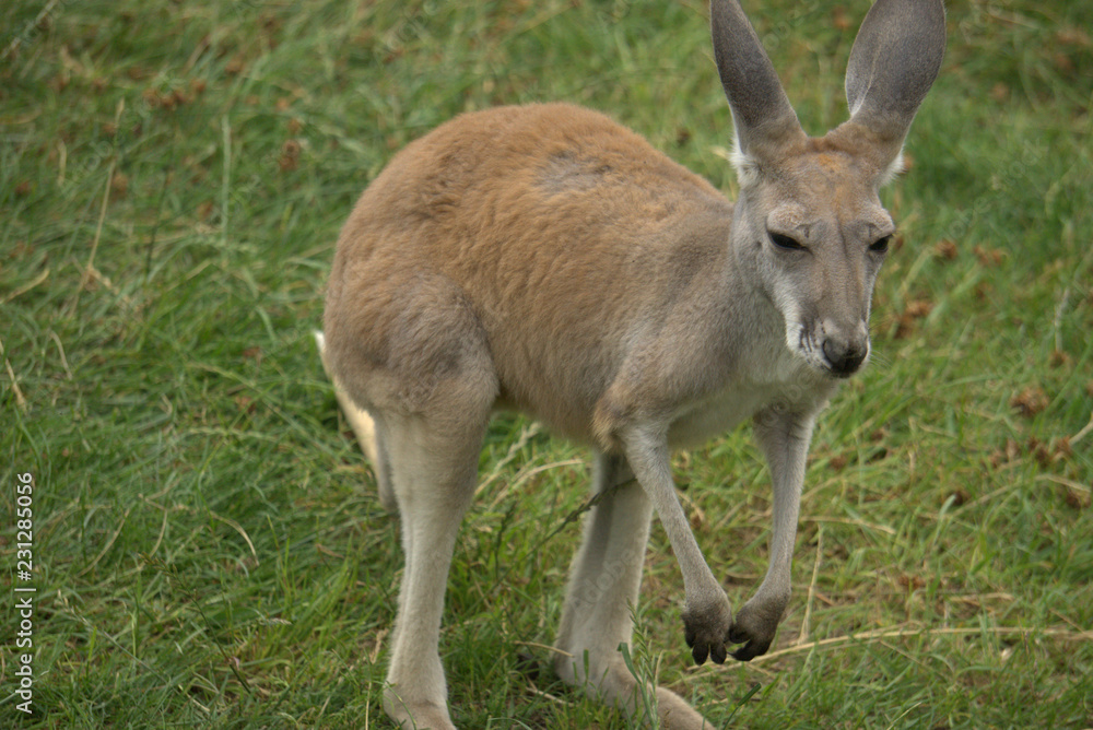 kangaroo joey in grass