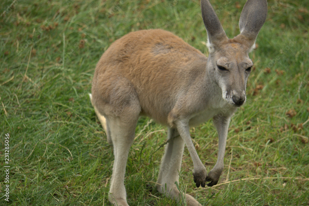 kangaroo joey in grass kangaroo joey in grass