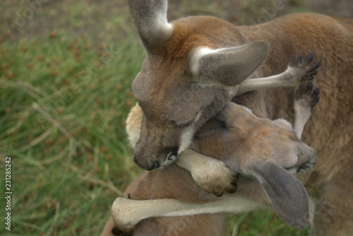 Kangaroos hugging it out © Ashton