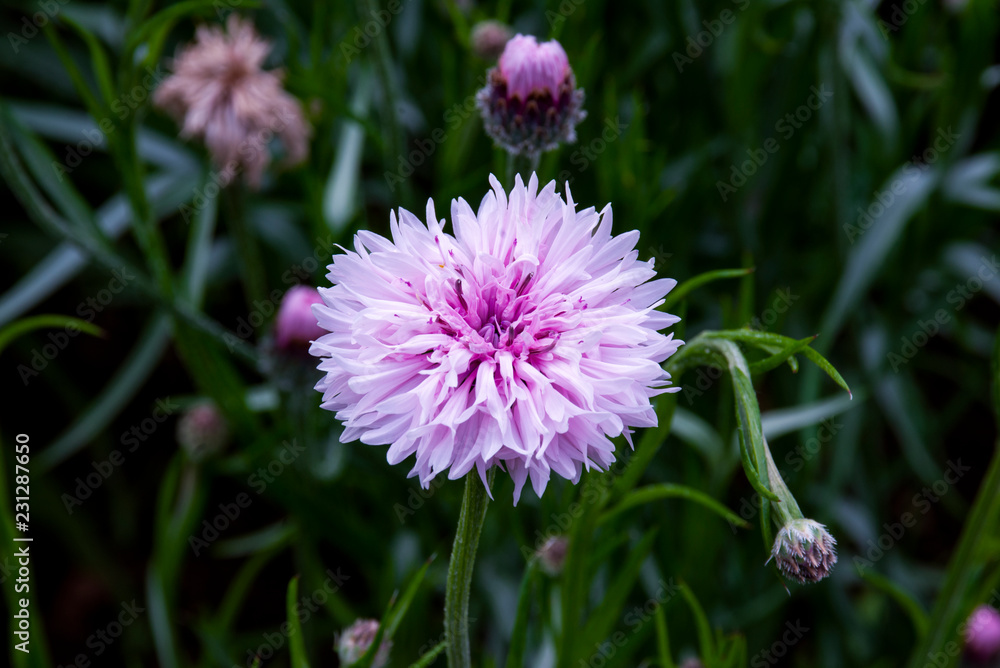 Obraz premium 小さな花