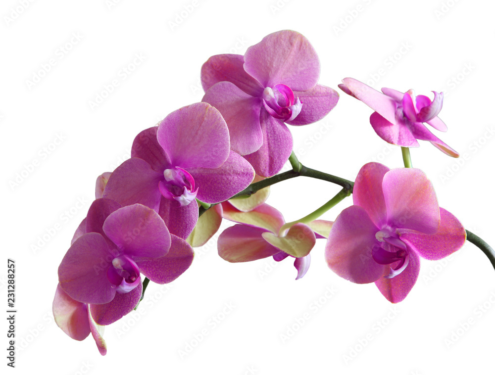 Purple Orchid Flower