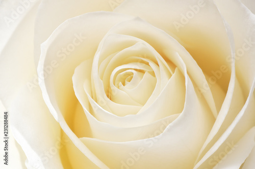 Beautiful fresh white rose