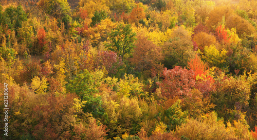 Fall mountain forest