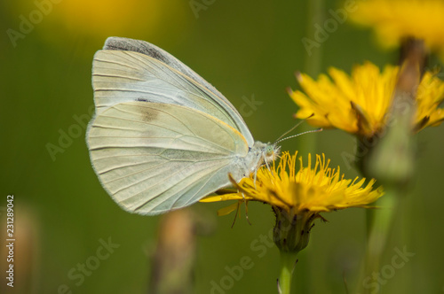 Beautiful Yellow Butterfly © Josemar