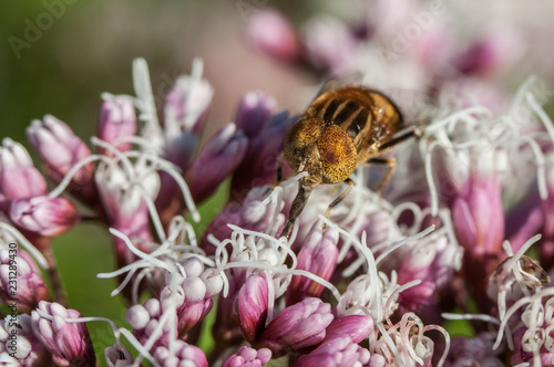 Bee Insect Closeup